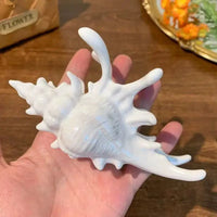 Acrylic Sea Shell Claw Clip