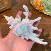 Acrylic Sea Shell Claw Clip